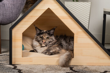 The cat of the Meikun breed peeking out from his beautiful animal house.