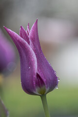 Blossom of a tulip after the rain. Purple and viola colors of the petals. Green flower stems and leaves. Detail shot of several flowers in the park at spring. Soft bokeh in the background