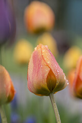 Isolated single orange tulips with water drops. Orange flowers in a close-up shot with nice out of focus background