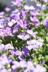 flowers in the garden