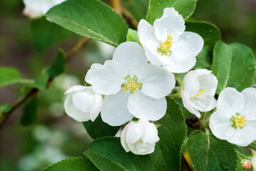 white flowers of a blossoming apple tree close-up.
