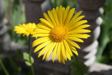 bee on a dandelion