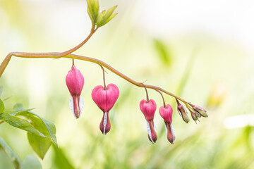 Spring flowers. White primrose or primula flowers in a garden