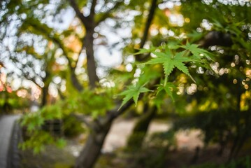 Fototapeta premium 紅葉