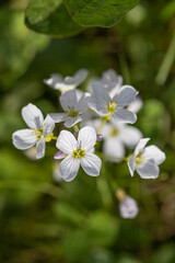 Flowers in capsules of Silene vulgaris or Claquet (Caryophyllaceae). Also called Silene vulgaris, oberna behen, Swollen Silenus, Common Silenus, Bladder Campion.