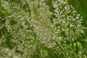  gräser in voller blüte, starke pollenbelastung, heuschnupefen, allergiker