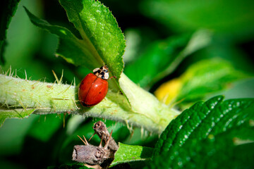 red ladybug on a green leaf in the grass, blurry close-up