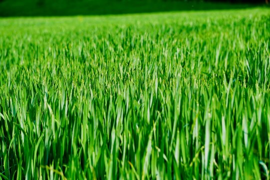 getreideacker , frisches saftiges gr&uuml;n, bauern die f&uuml;r die versorgung der bev&ouml;lkerung sorgen, verspricht reiche ernte, f&uuml;lle