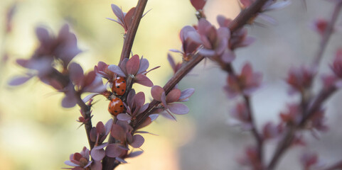 Ladybugs on the bush
- spring, nature, lights