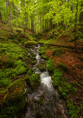 Stream in the spring forest is full of water after the heavy rain