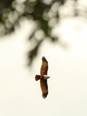Red backed sea eagle (Brahminy kite) flying under cloudy white sky ,vertical composition of haliastur indus