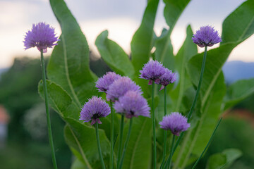 blue flower in the garden, shallow focus, late afternoon, clear skies