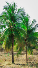 Obraz premium coconut trees,coconut tree inthe nutstered dry vegetations,blue sky background