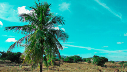 Fototapeta na wymiar coconut trees,coconut tree inthe nutstered dry vegetations,blue sky background