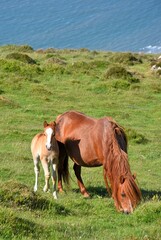 Wild Carneddau Mountain Pony and Foal.