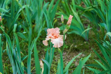 Obraz premium Peachy pink flower of iris in the Botanical garden of Rome on the background of green leaves.