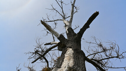 flower, kwiat, Sommer, lato , colori, macro, natura, łąka © Romek