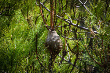 Nido oruga procesionaria