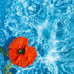 Red poppy flower in blue transparent water. Summer floral composition with sun and shadows. Nature...