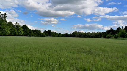 FLOWER,TREE,PLANTS,ANIMALS, LANDSCAPE