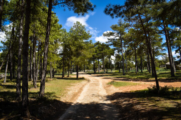 Camino en la sierra