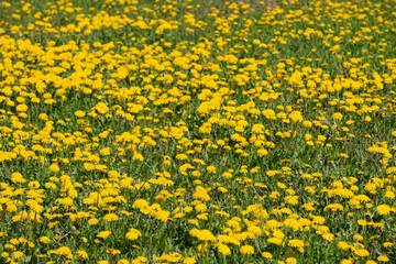 Lot of blooming yellow dandelions as flower carpet on bright sunny day closeup view