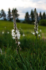 Branched Asphodel Blooming Plant known for its Latin name of Asphodelus Ramosus