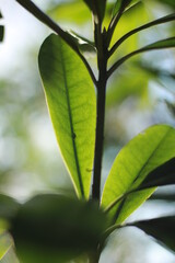 green leaf in the woods