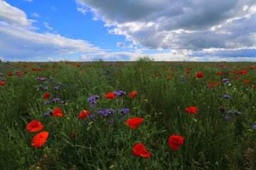 Fototapeta na wymiar Wildflower fields near Oxford UK