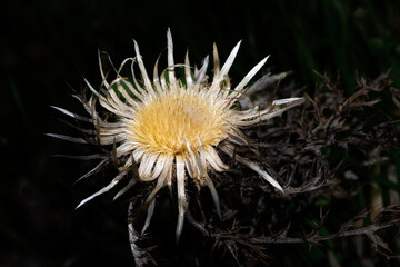 Thistle (carline) dried after winter in a mountain meadow