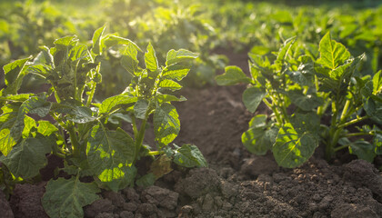 Potato seedling planted. Vegetable garden, agriculture, rural, business