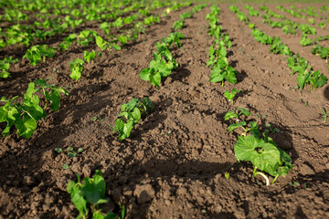 Beans planted on seedlings. Vegetable garden, agriculture, rural, business