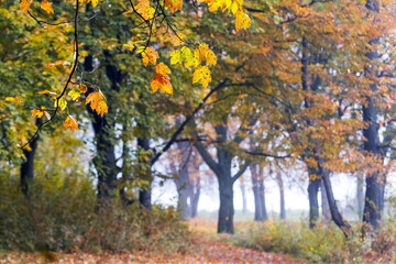 Autumn forest. Colorful leaves on trees in the forest in autumn