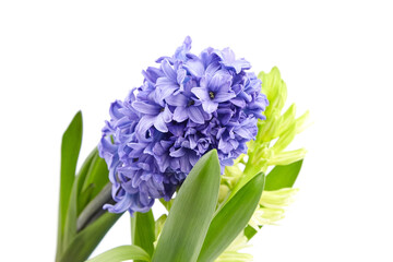 Blue Hyacinth flowers spring blossom isolated on white