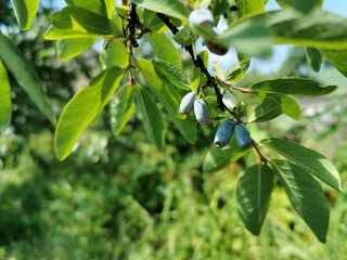 Honneyberry or blue ripe honeysuckle berries on a bush branch with fresh green leaves