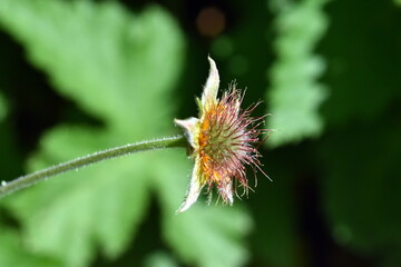 Verwelkte Blüte eines Roten Nelkenwurz