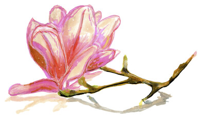 Magnolia flower sketch on isolated background. Painted by hand in watercolor