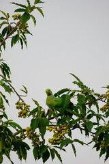 green parrot on branch