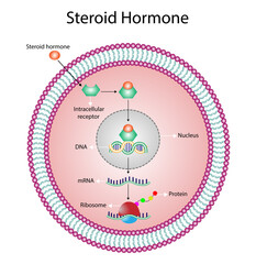 Steroid hormones mechanism of action. Steroids Bind to an intracellular receptor. Hormone-receptor complex activate gene transcription in the nucleus, followed by protein synthesis. Vector diagram - obrazy, fototapety, plakaty