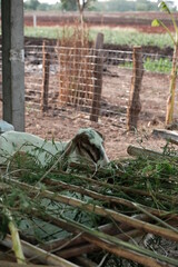 Goats are eating and living together.