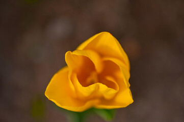 colorful tulips field