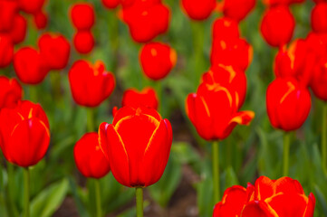 colorful tulips field