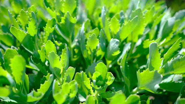 Stonecrop green sedum hybridum immergrunchen flowers plant shaking by wind in sunlights.