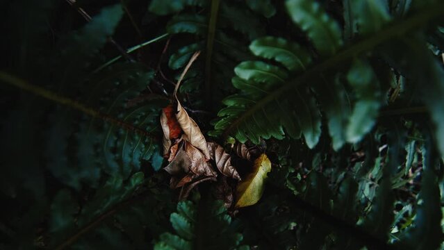 Fern, Polypodiopsida in the tropical forest. Camera moves along the leaves