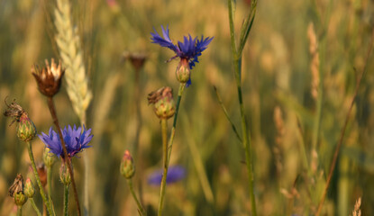 nature in summer
- plants in field