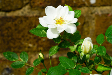 white flowers against a wall