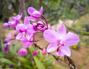 pink orchids, closeup view of colorful flowers in the garden, taken in shallow depth of field, blurry background