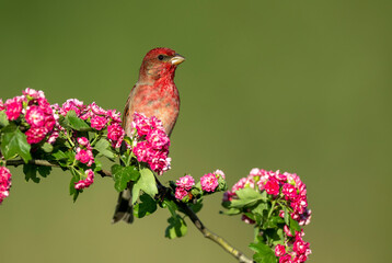 Common rosefinch ( carpodacus erythrinus ) male