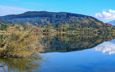 A hillside with autumn trees and a willow reflected in beautiful Lake Tutira in the Hawke's Bay region, New Zealand