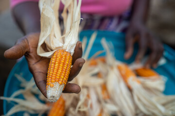African hand holding corn / maize